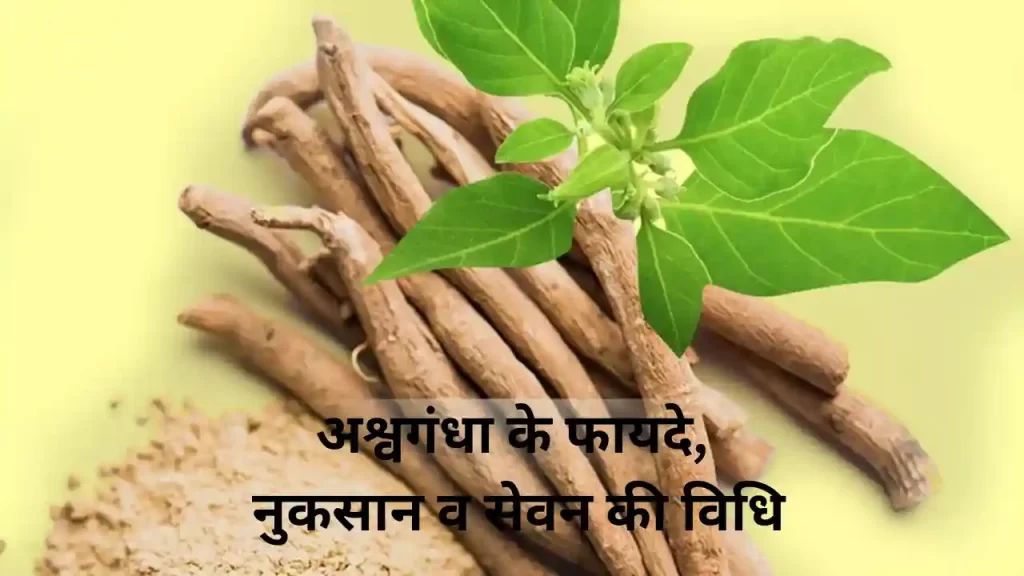 Benefits of Ashwagandha in Hindi